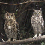 Cape and Spotted Eagle-Owls