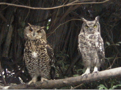 Cape and Spotted Eagle-Owls