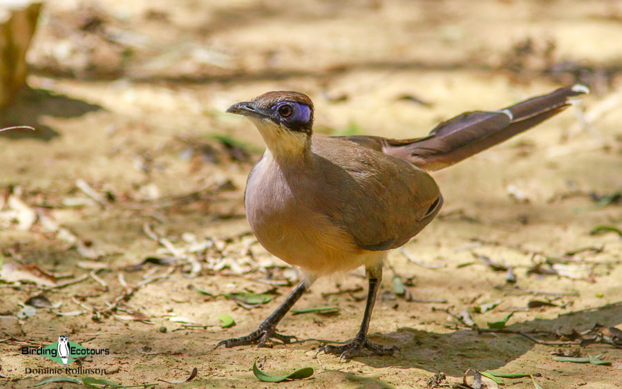 Benefits of birding