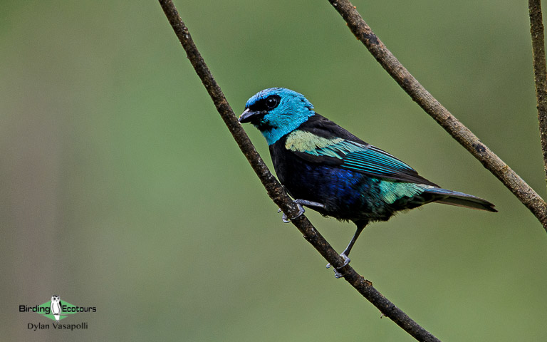 South Peru birding tours