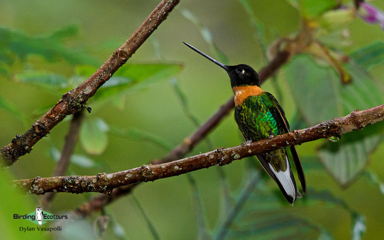 South Peru birding tours