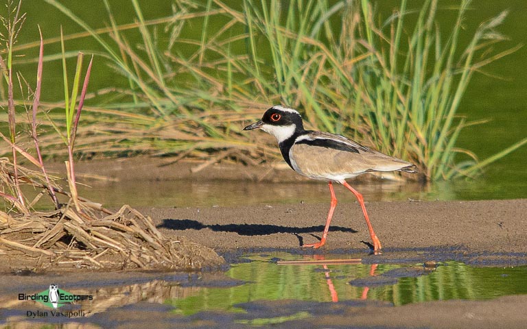 Manu Road birding tours