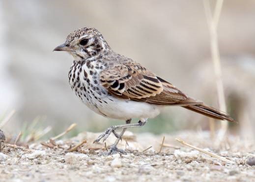 One of the most unique larks of the world, best described by shape and behaviour as a pipit-like lark. It is in the same genus as the similar Rufous-rumped Lark, which occurs further north in Africa. It is not so rare in its range but often the most difficult to find, due to its erratic and nomadic nature of following the rains.