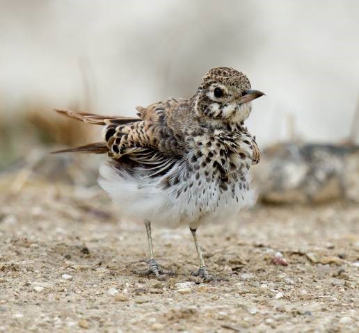 What you see here is not just ordinary puffed action, it is actually a special habit of this species – every few steps it would stop and throw back it’s shoulders as if loosening its muscles – a kind of ‘body explosion’.