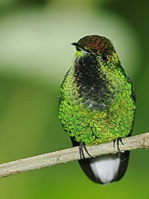 Coppery-headed Emerald