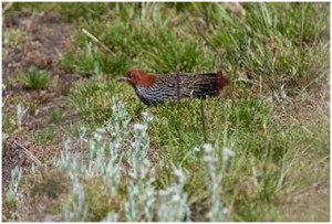 The above photo of Striped Flufftail is extraordinary – how did he manage to get this skulker in the open? (Photo by Alan Lee of Blue Hill Escape Guest House near Baviaanskloof in South Africa’s beautiful Cape Province, captured while he was doing field work for the Fynbos Endemic Bird Survey.)