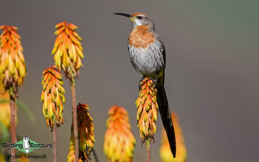 Nectar-feeding birds