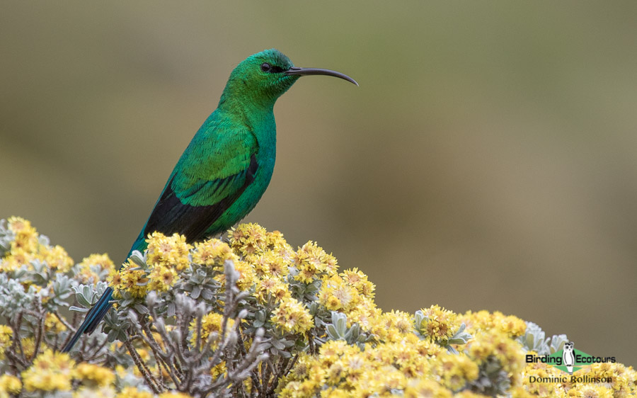 Nectar-feeding birds