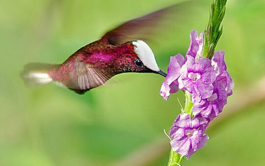 nectar-feeding birds