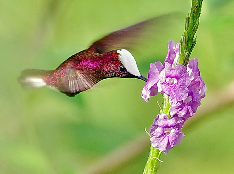 nectar-feeding birds