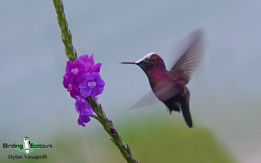 Nectar-feeding birds