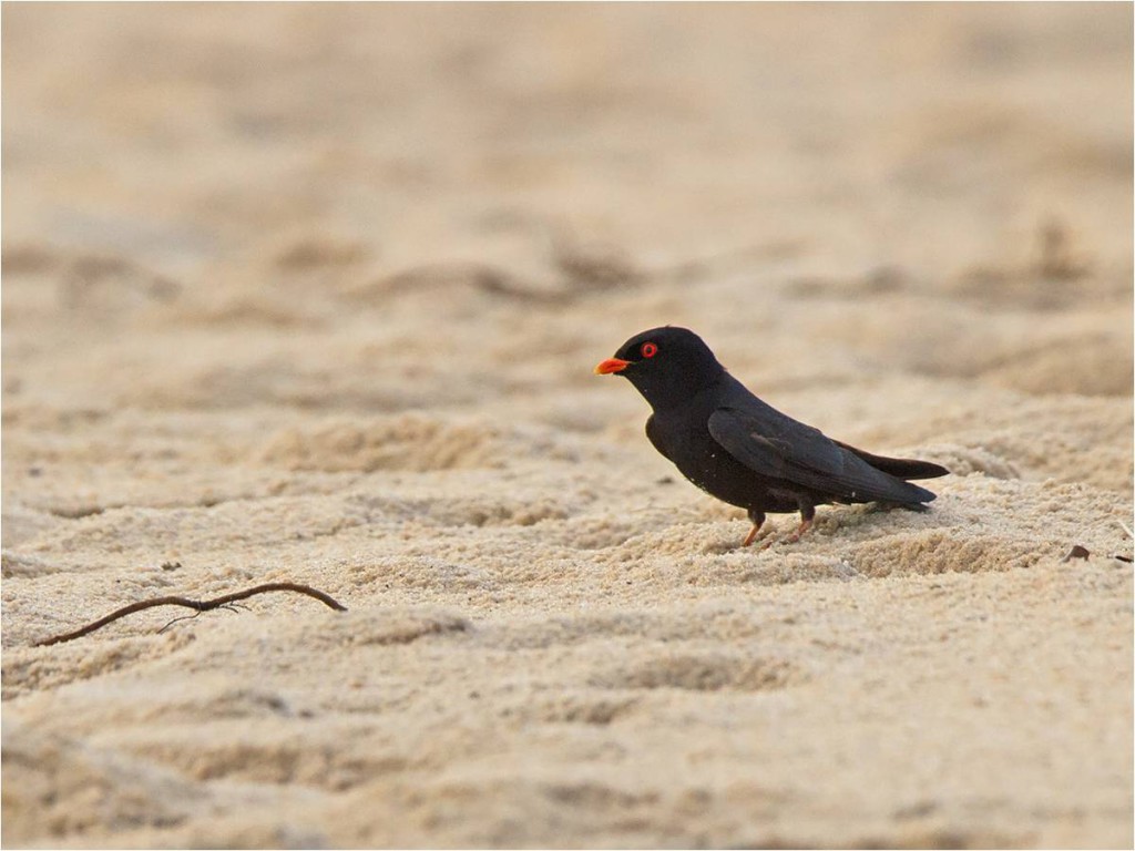 The Data-deficient African River Martin (photo by Niall Perrins) is the only surviving representative of its genus