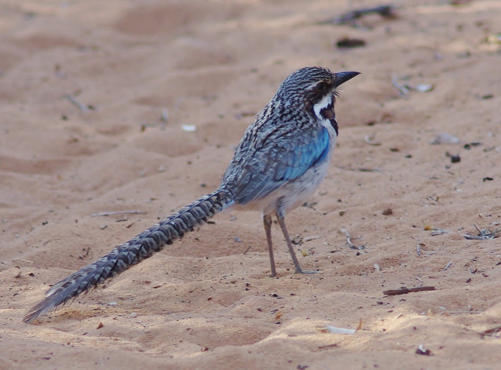 The Long-tailed Ground-roller of Madagascar features high on the priority list! 