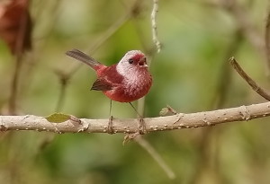 Pink-headed Warbler - we saw good numbers of them on a recent Guatemela birding tour