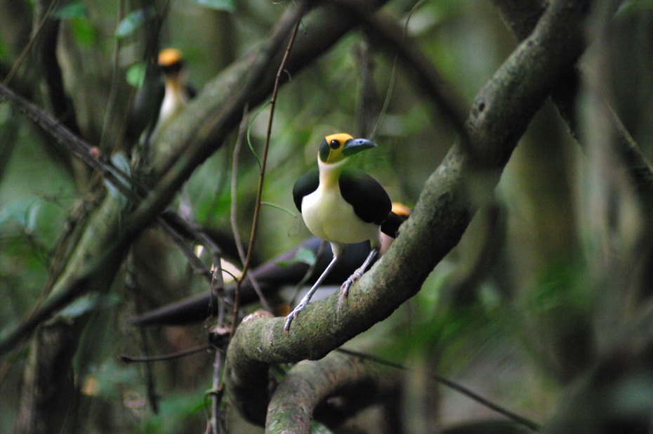 White-necked Rockfowl is one of two threatened, highly localised species of Picathartes – a family endemic to West and Central Africa