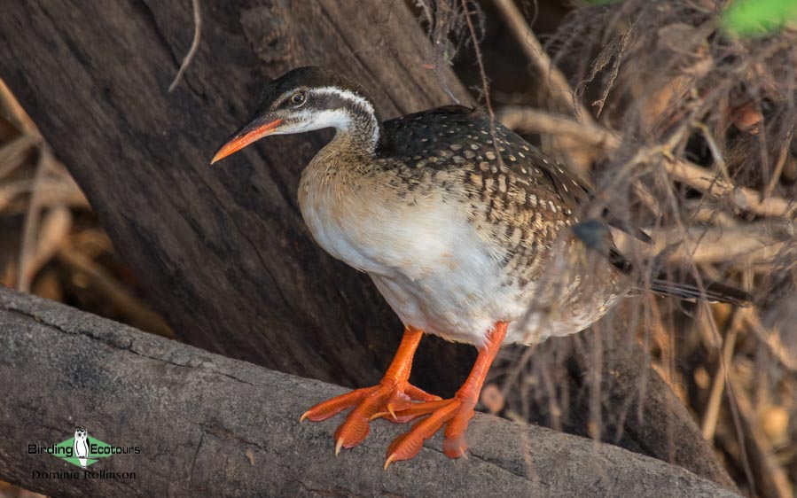Know your birds - African Finfoot