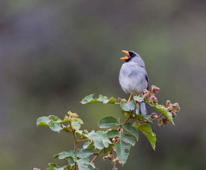 Grey-winged Inca Finch