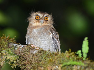 Long-whiskered Owlet (Alan van Norman)