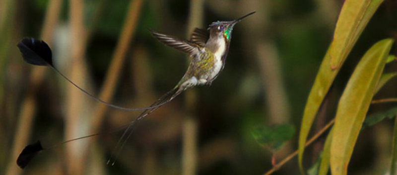 Marvellous Spatuletail (Trevor Hardaker)