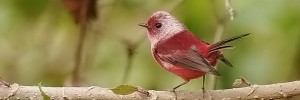 Pink-headed Warbler_guat2