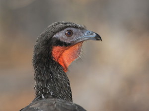 White-winged Guan -Alan van Norman