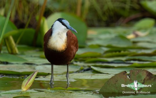 African Jacana information