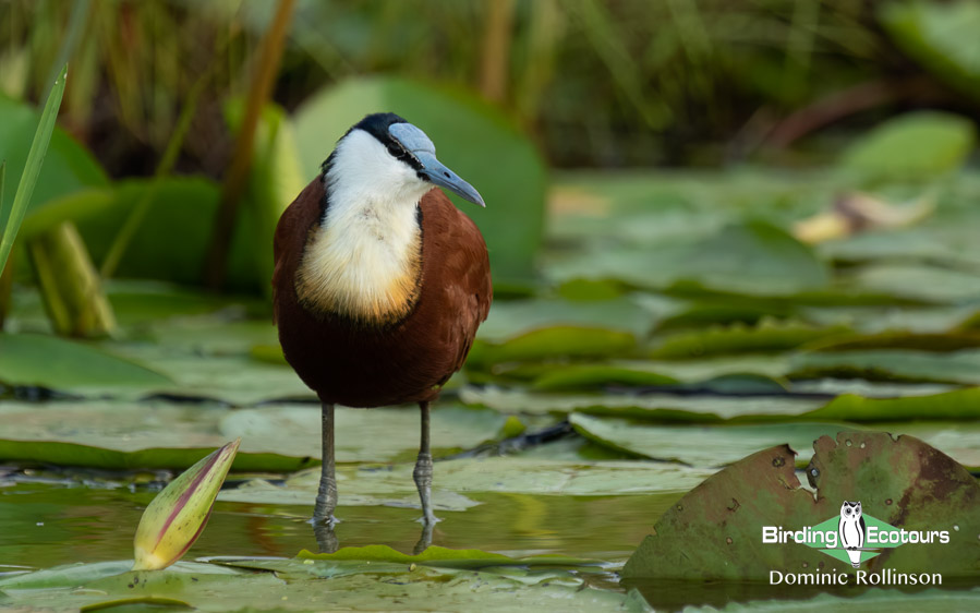 African Jacana information