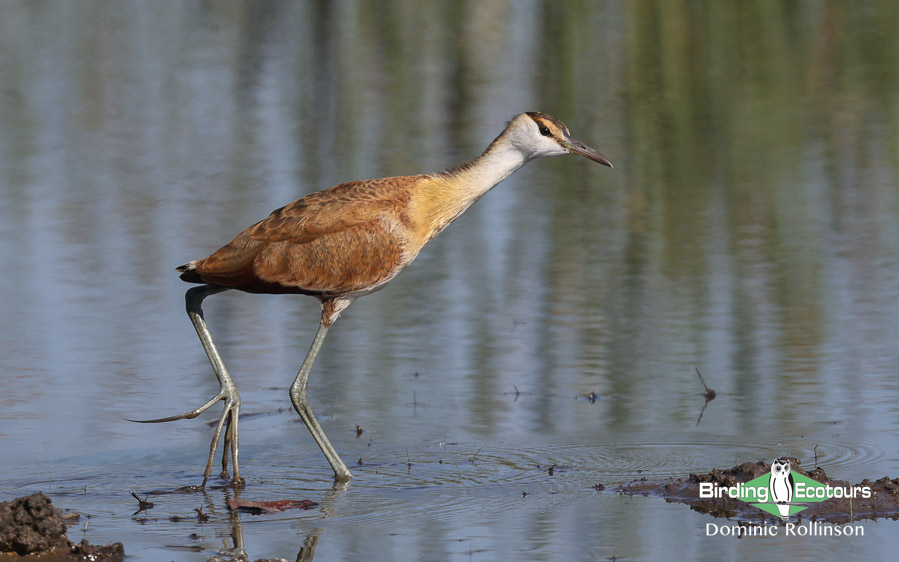 African Jacana information