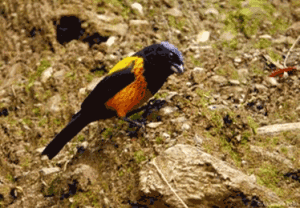 Golden-backed-Mountain-Tanager-tello