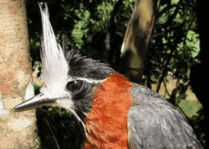 White-plumed-Antbird