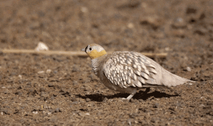 Crowned-Sandgrouse-meyrav