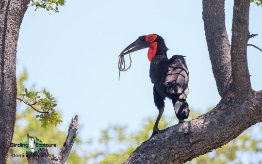 Southern Ground Hornbill information