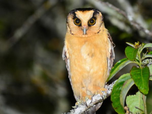 Buff-fronted Owl -Alan van Norman