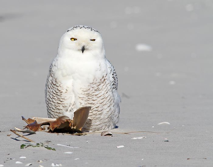 male snowy owls are barred with dark brown when theyre young