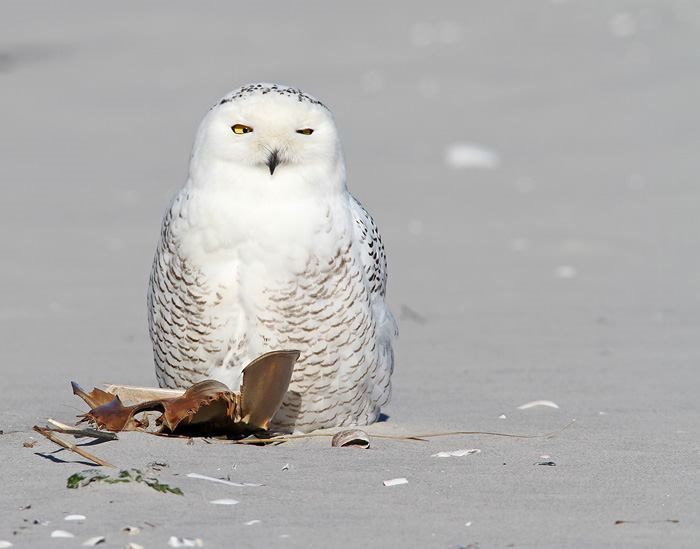 Know your birds - Snowy Owl