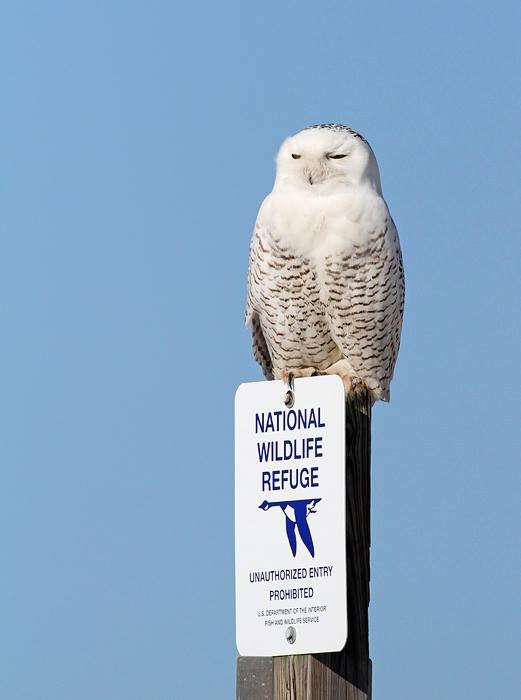 Know your birds - Snowy Owl