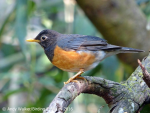 Black-breasted Thrush-walker