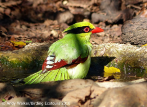 Common Green Magpie-walker