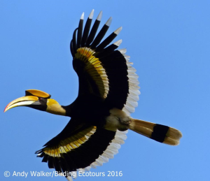 Great Hornbill-walker