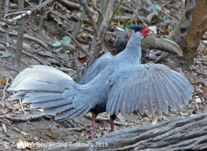 Kalij Pheasant-walker