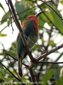 Red-bearded Bee-eater_walker