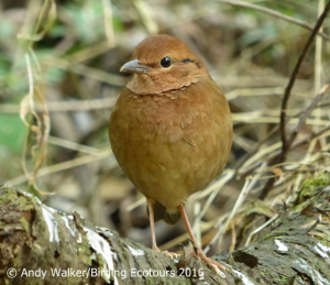 Rusty-naped Pitta-walker