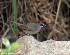 Siberian Rubythroat-walker