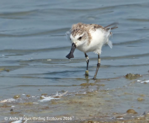 Spoon-billed Sandpiper_walker