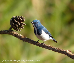 Ultramarine Flycatcher-walker