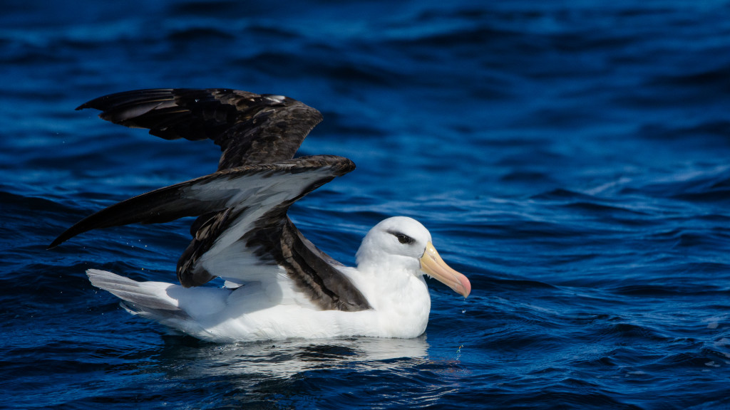 Black-browed Albatross (Thalassarche melanophris) is present throughout the year