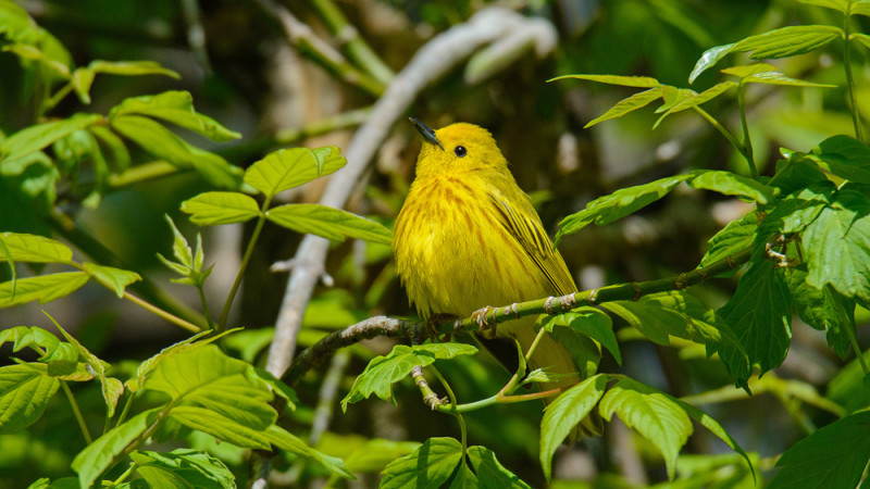 American Yellow Warbler