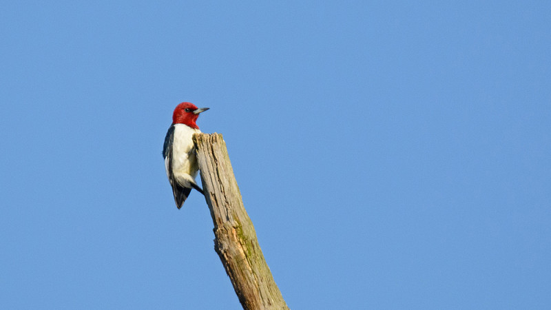 Red-headed Woodpecker