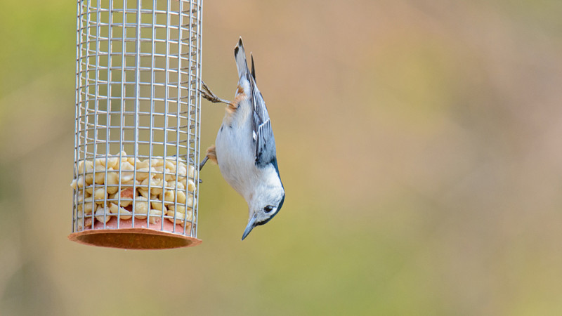 White-breasted Nuthatch