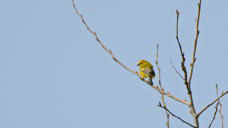 Blue-winged Warbler